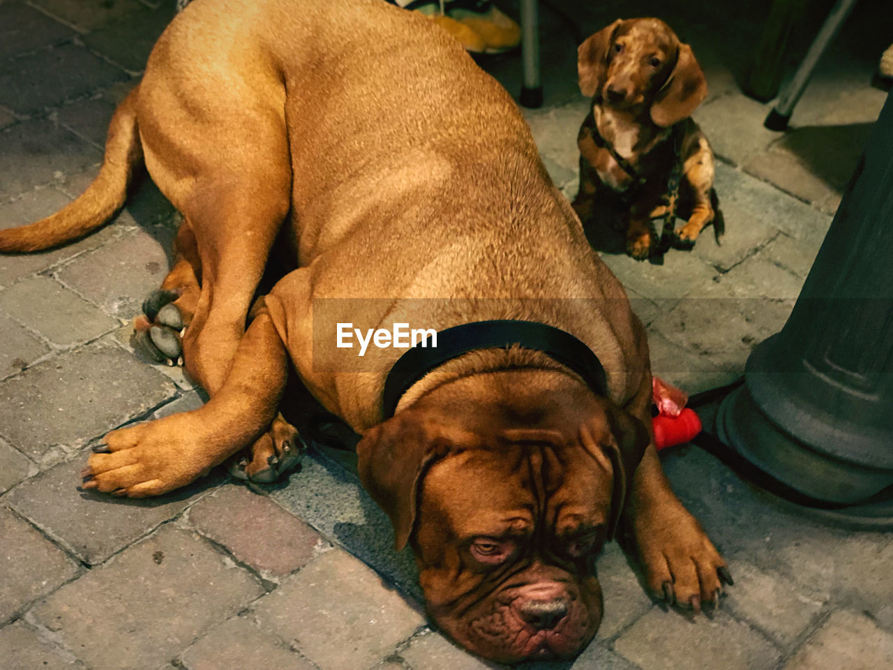 High angle view of dog lying on footpath