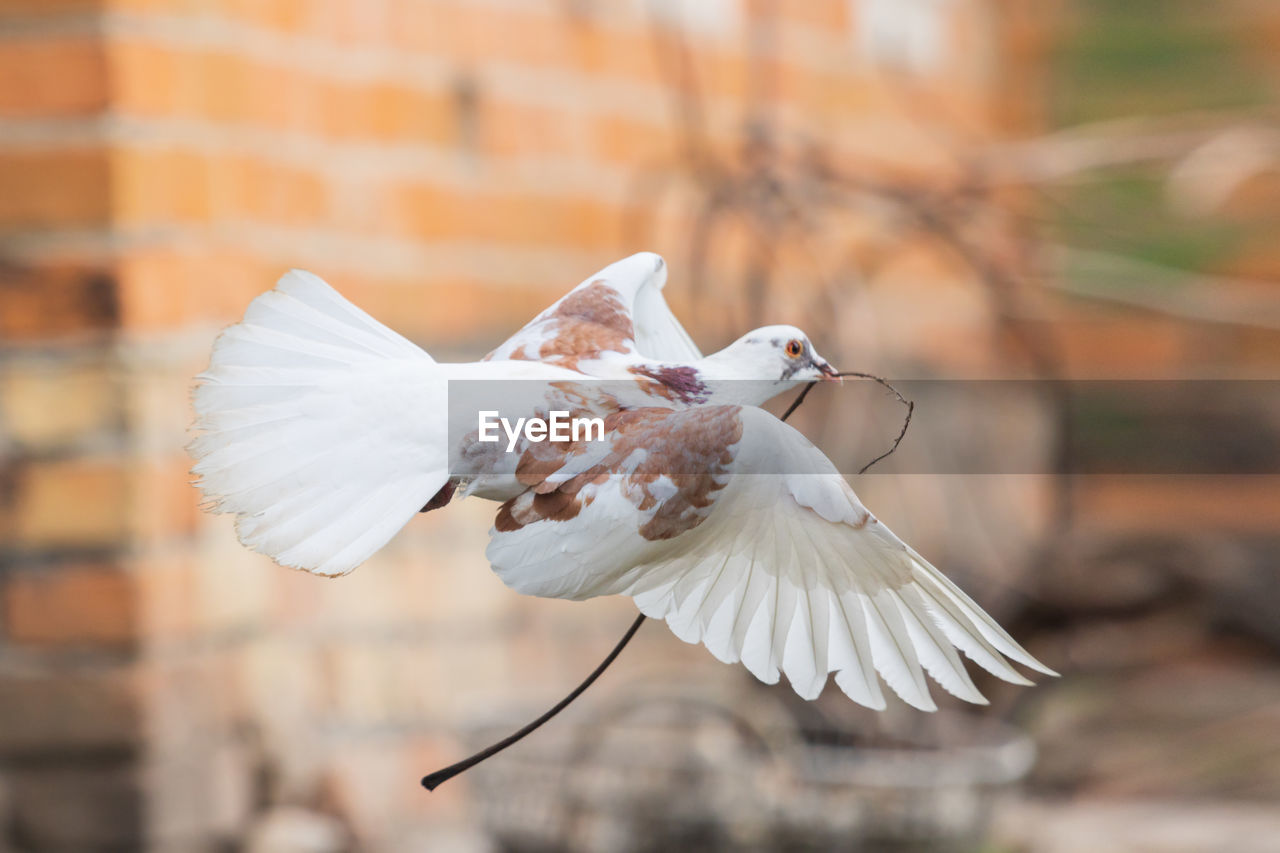 close-up of a bird