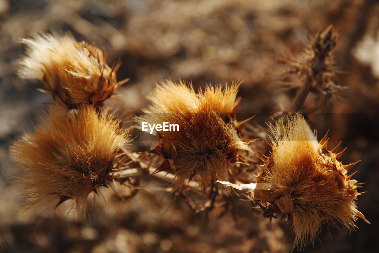 Close-up of dried plant on field