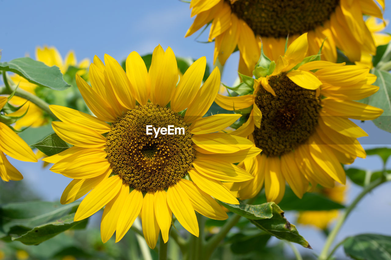 CLOSE-UP OF SUNFLOWERS ON YELLOW FLOWERING PLANT