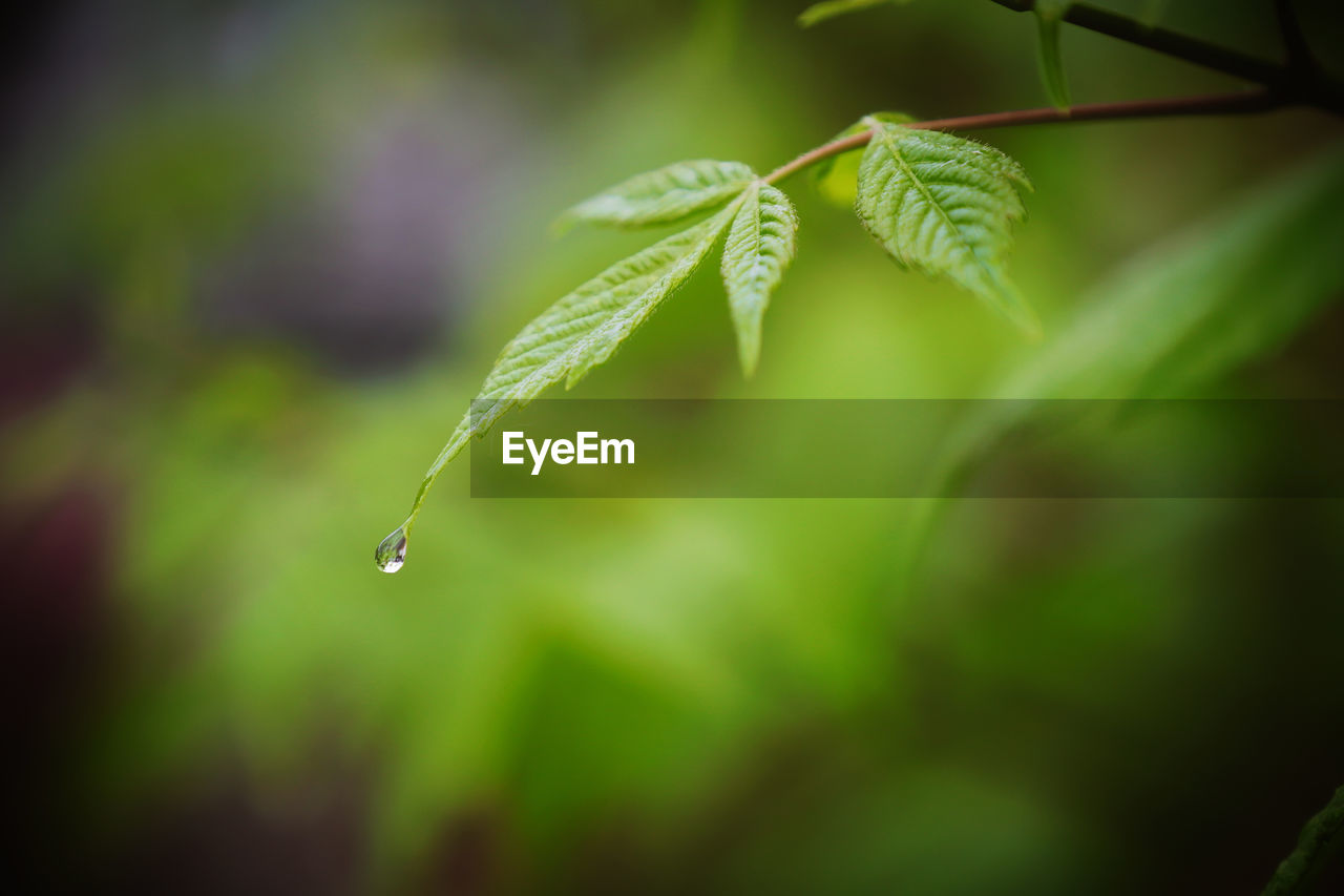 The Great Outdoors - 2019 EyeEm Awards Beautiful Beauty In Nature Close-up Day Dew Drop Focus On Foreground Fragility Freshness Green Color Growth Leaf Leaves Nature No People Outdoors Plant Plant Part Purity RainDrop Selective Focus Vulnerability  Water Wet 17.62°