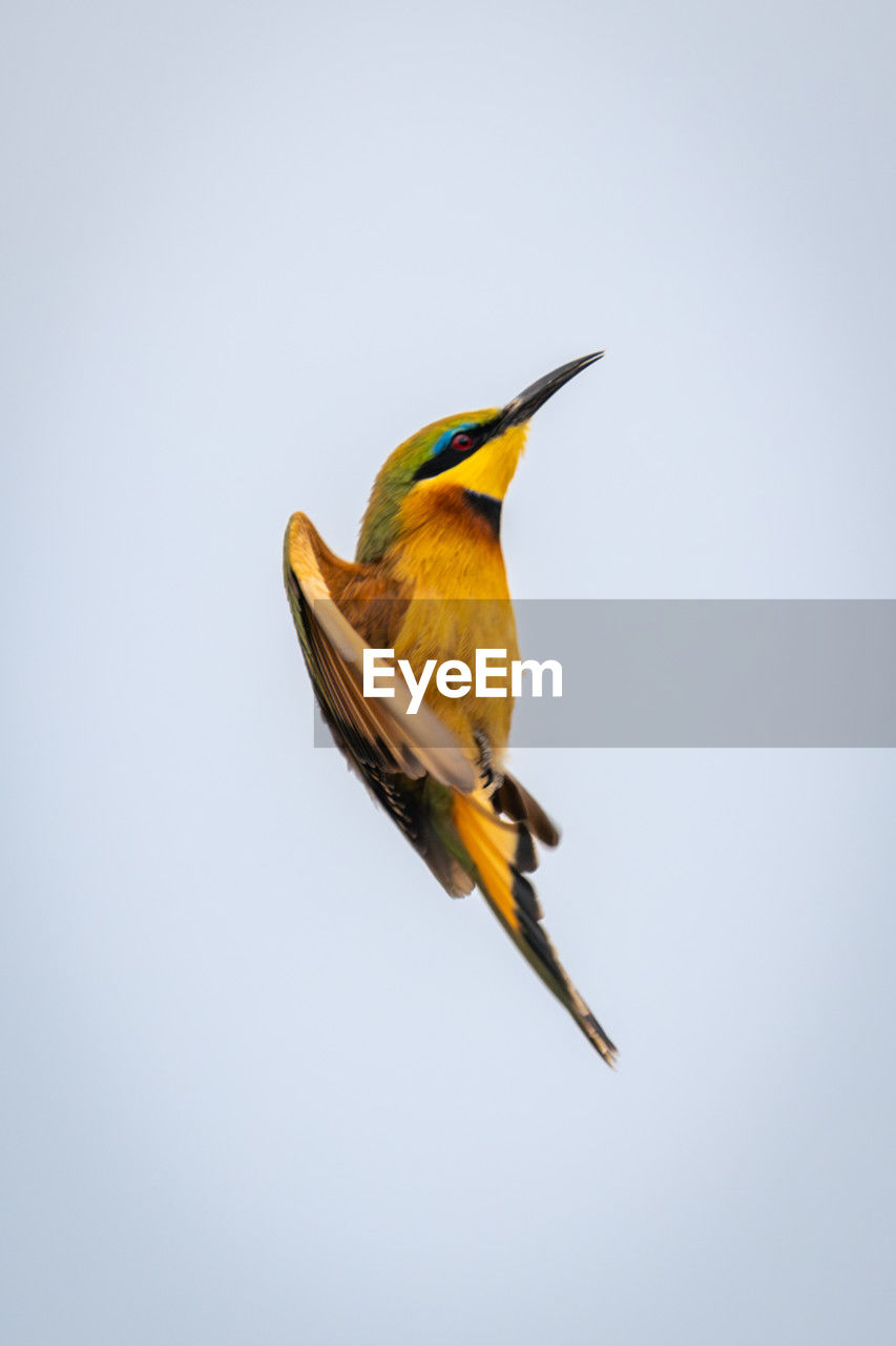 low angle view of bird perching on cable against clear sky