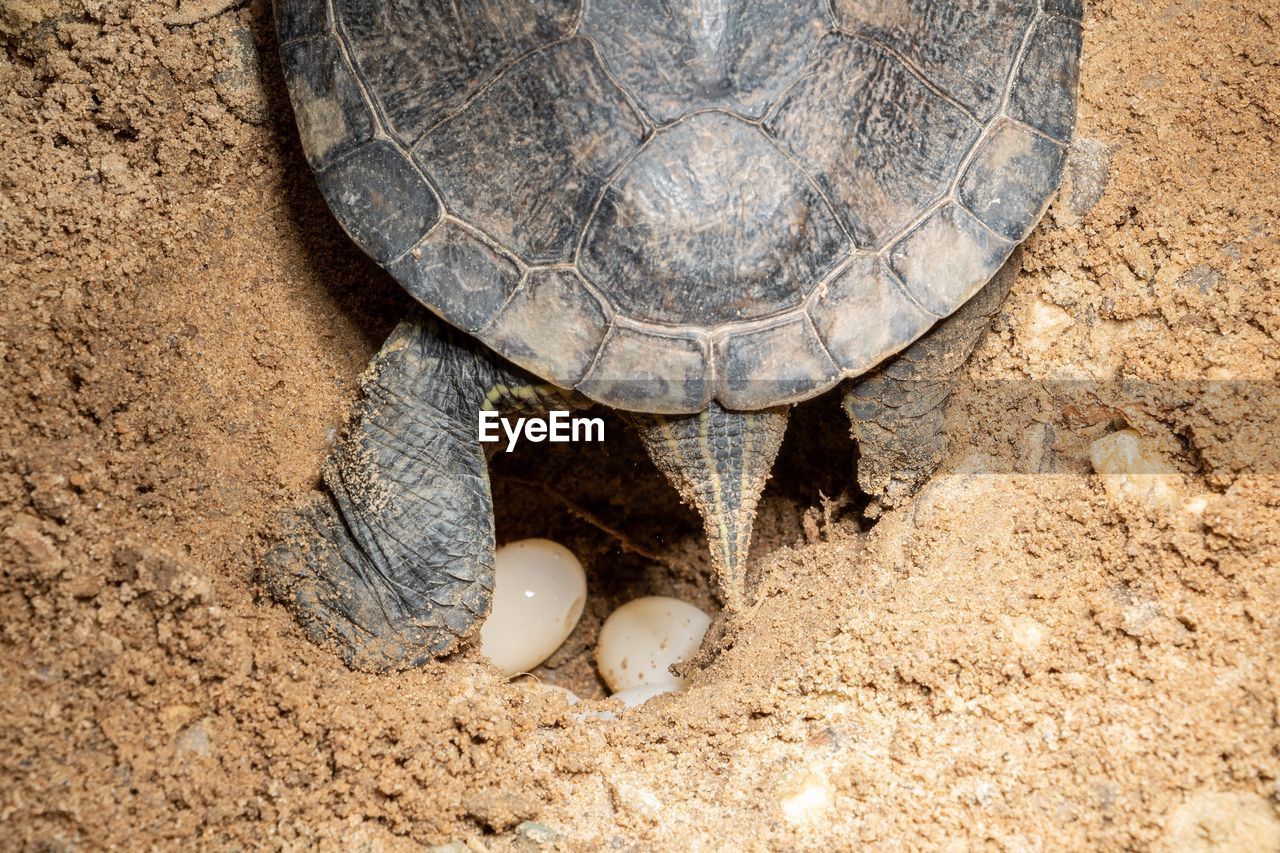 High angle view of turtle laying eggs on sand 