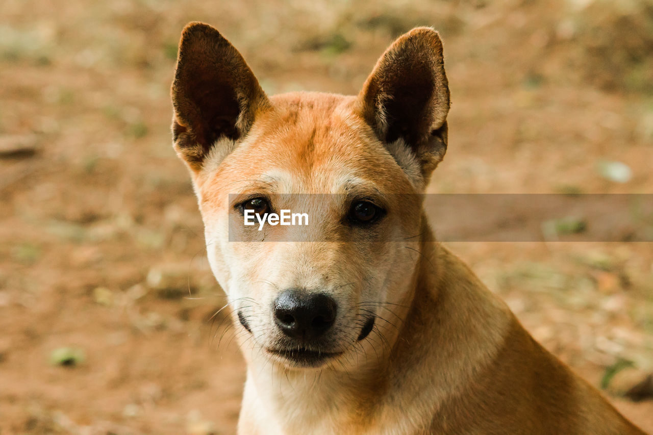 animal, animal themes, one animal, dog, mammal, portrait, dingo, pet, looking at camera, canine, domestic animals, animal body part, no people, close-up, animal wildlife, wolfdog, focus on foreground, carnivore, outdoors, wildlife, nature, day