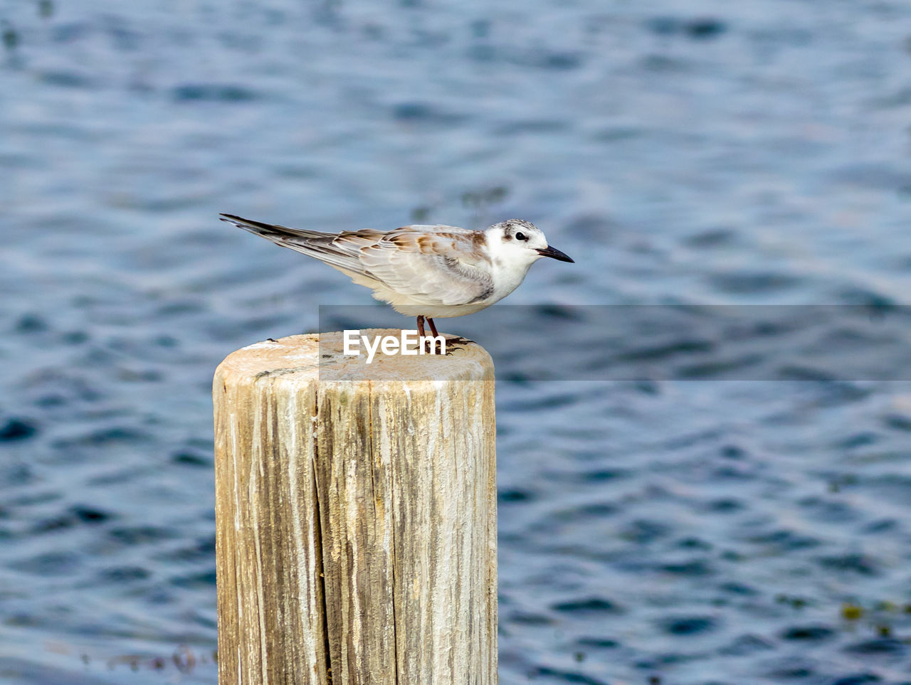 BIRD PERCHING ON WOODEN POST IN SEA