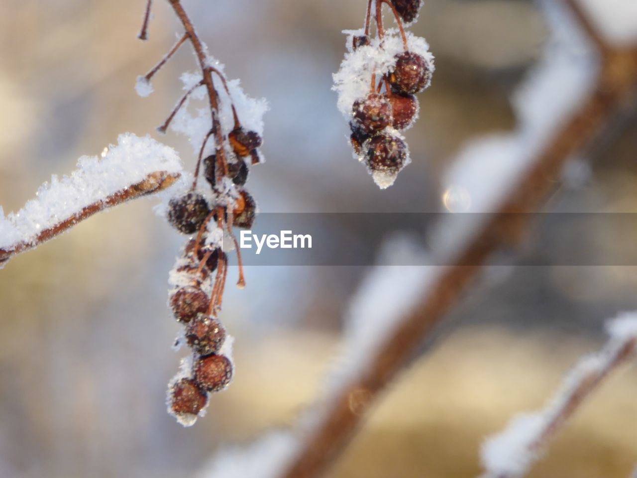 CLOSE-UP OF ICE ON FROZEN BRANCH