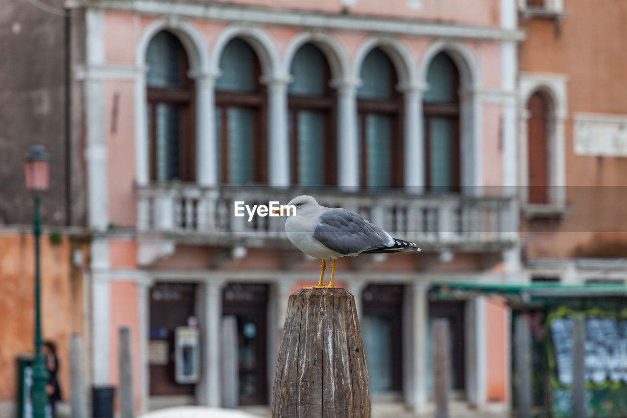 Young seagull on the bank of the canal grande, venice, italy