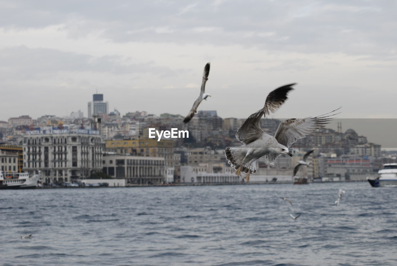 Seagulls flying over sea in city