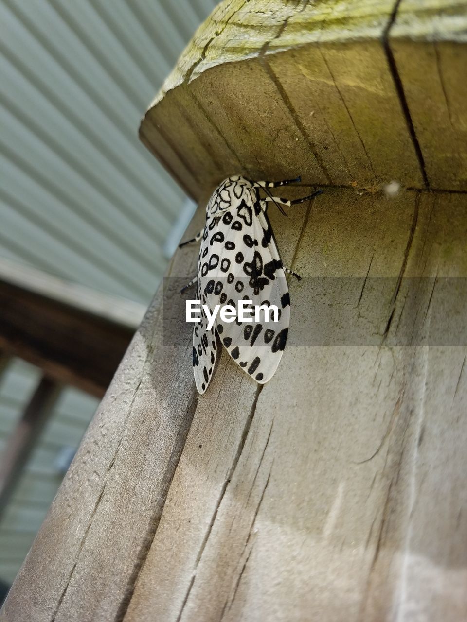 Low angle view of garden tiger moth on wood