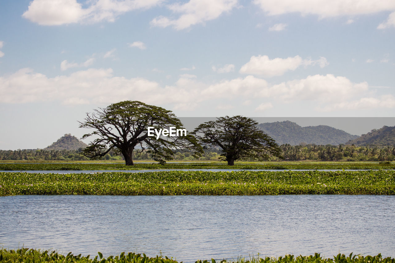 Scenic view of lake by trees against sky