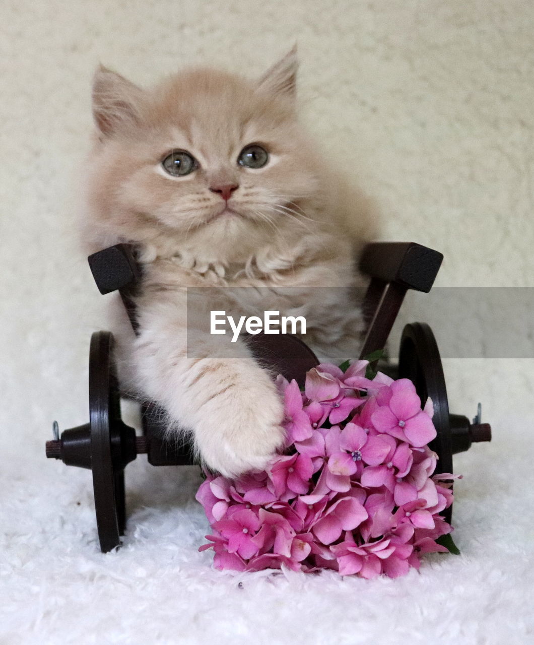 CLOSE-UP PORTRAIT OF CAT BY WHITE WALL WITH FLOWER