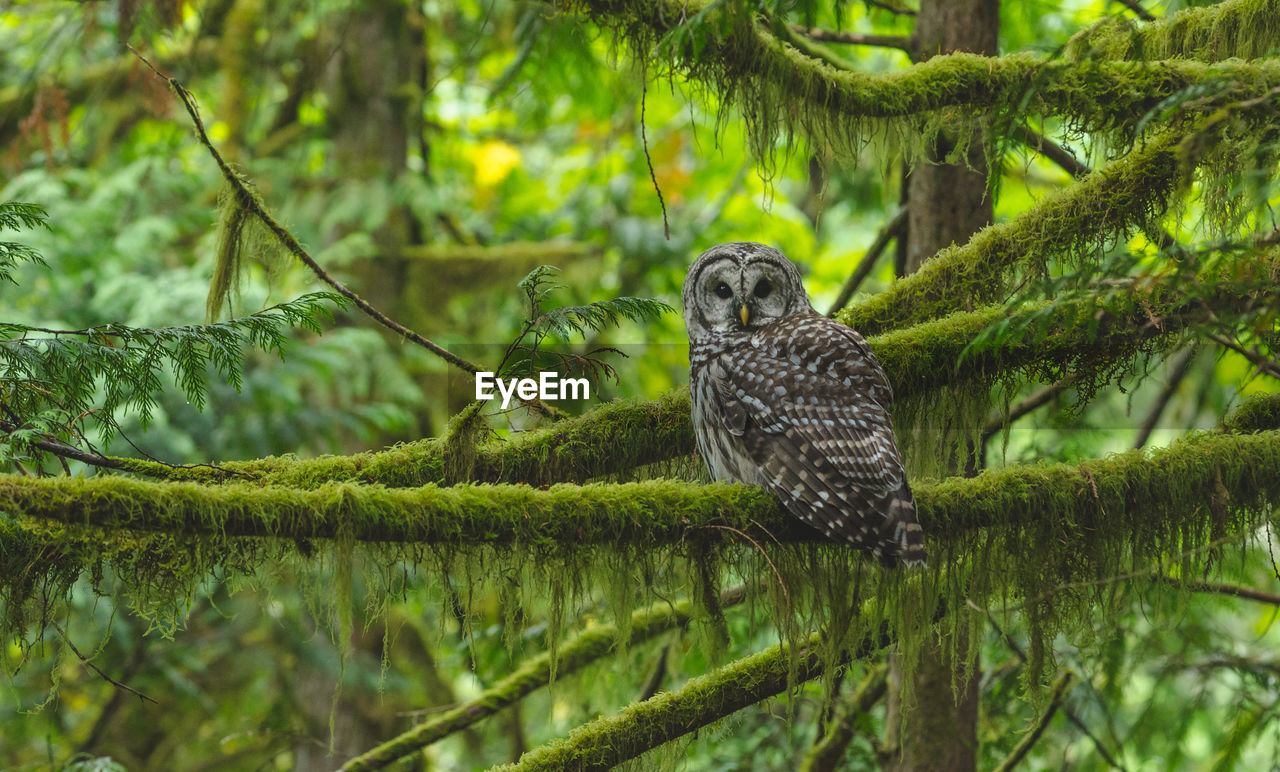 Portrait of owl perching on mossy tree