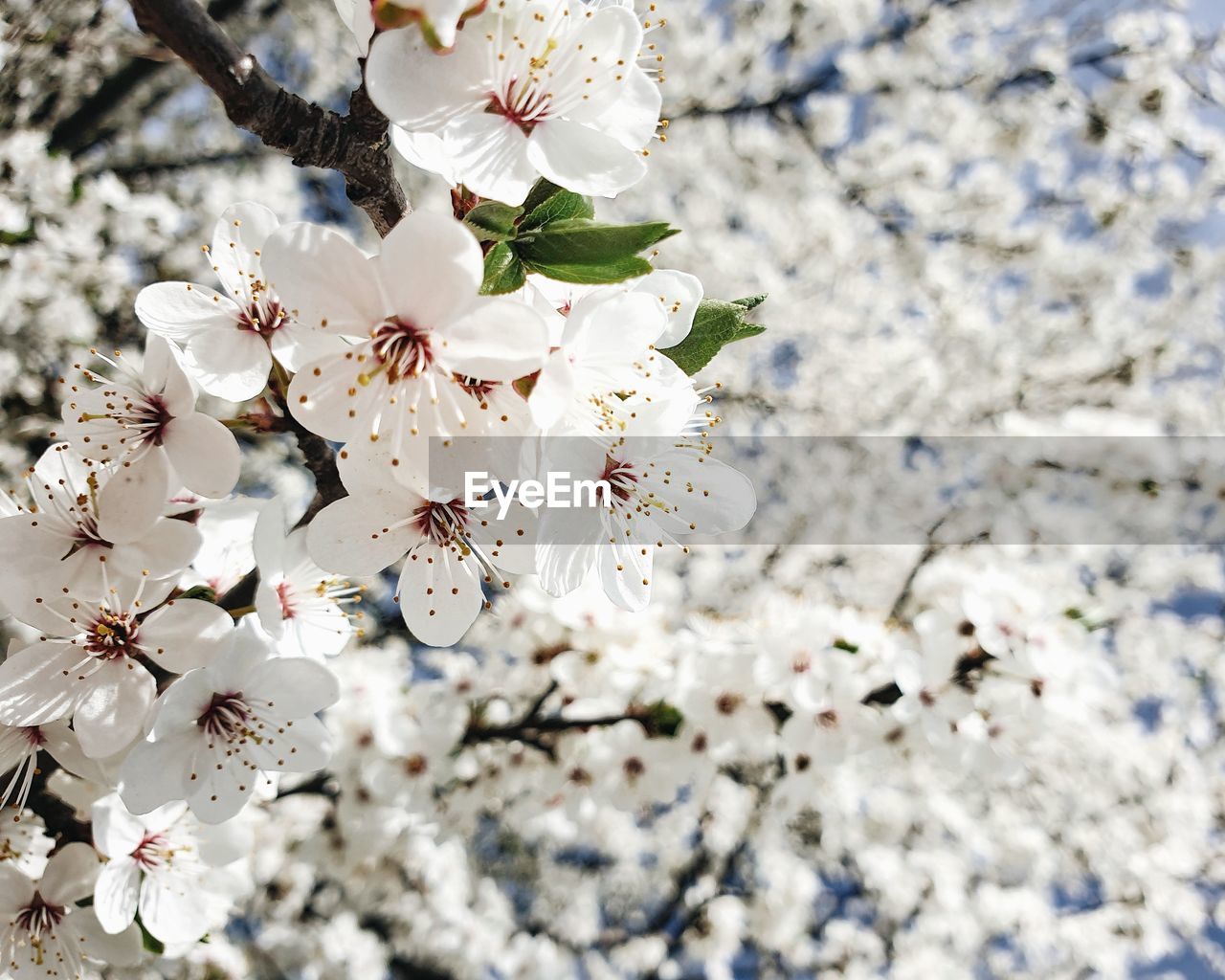 Close-up of white cherry blossoms in spring