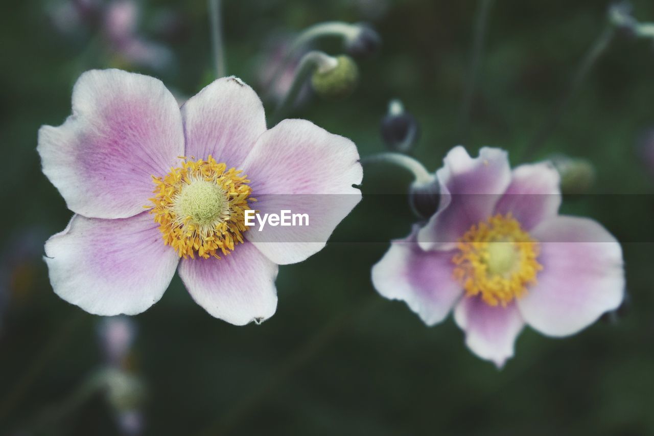 CLOSE-UP OF PINK FLOWERS BLOOMING OUTDOORS