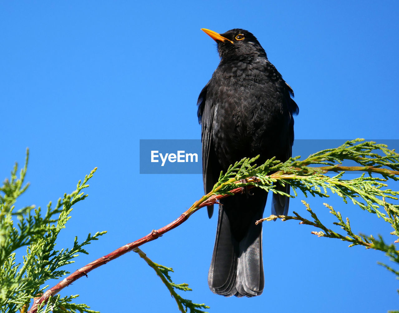 BIRD PERCHING ON A TREE