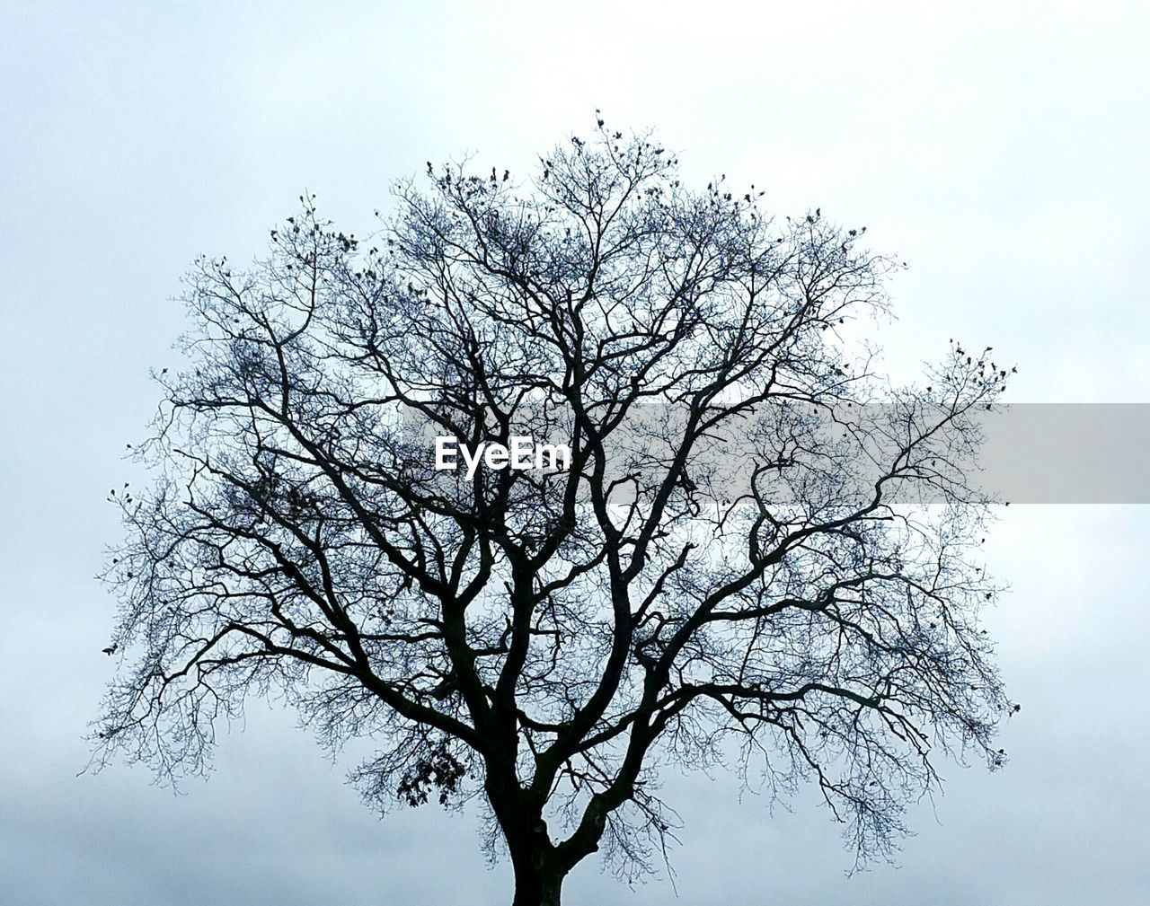 LOW ANGLE VIEW OF BARE TREE