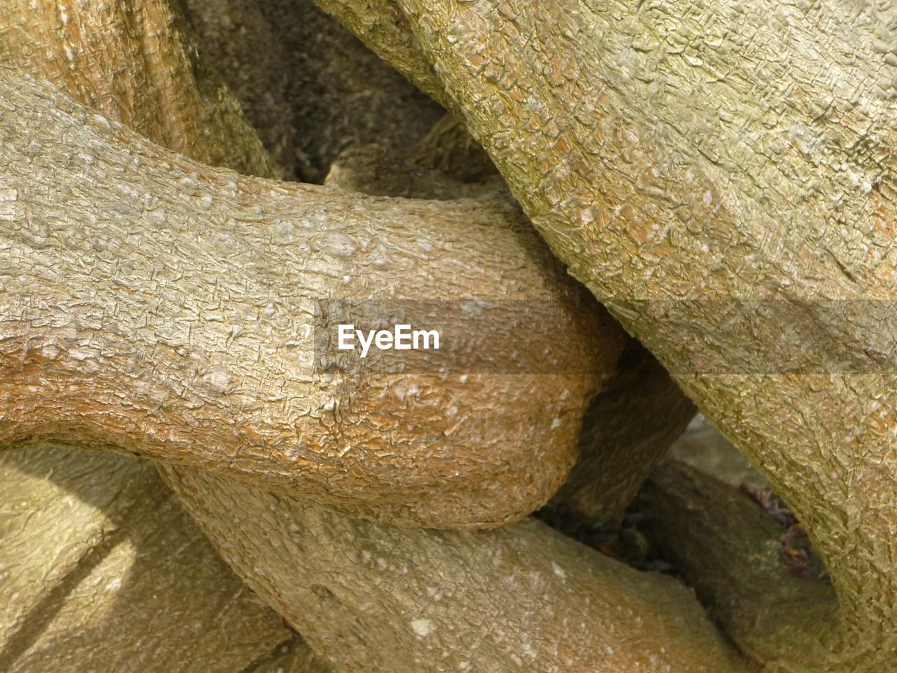 FULL FRAME SHOT OF A TREE TRUNK