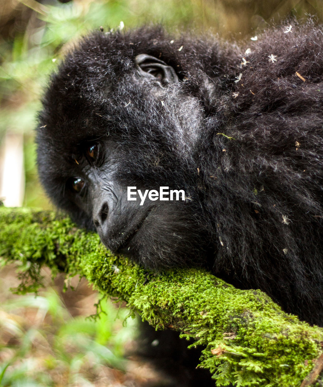 Close-up of a gorilla