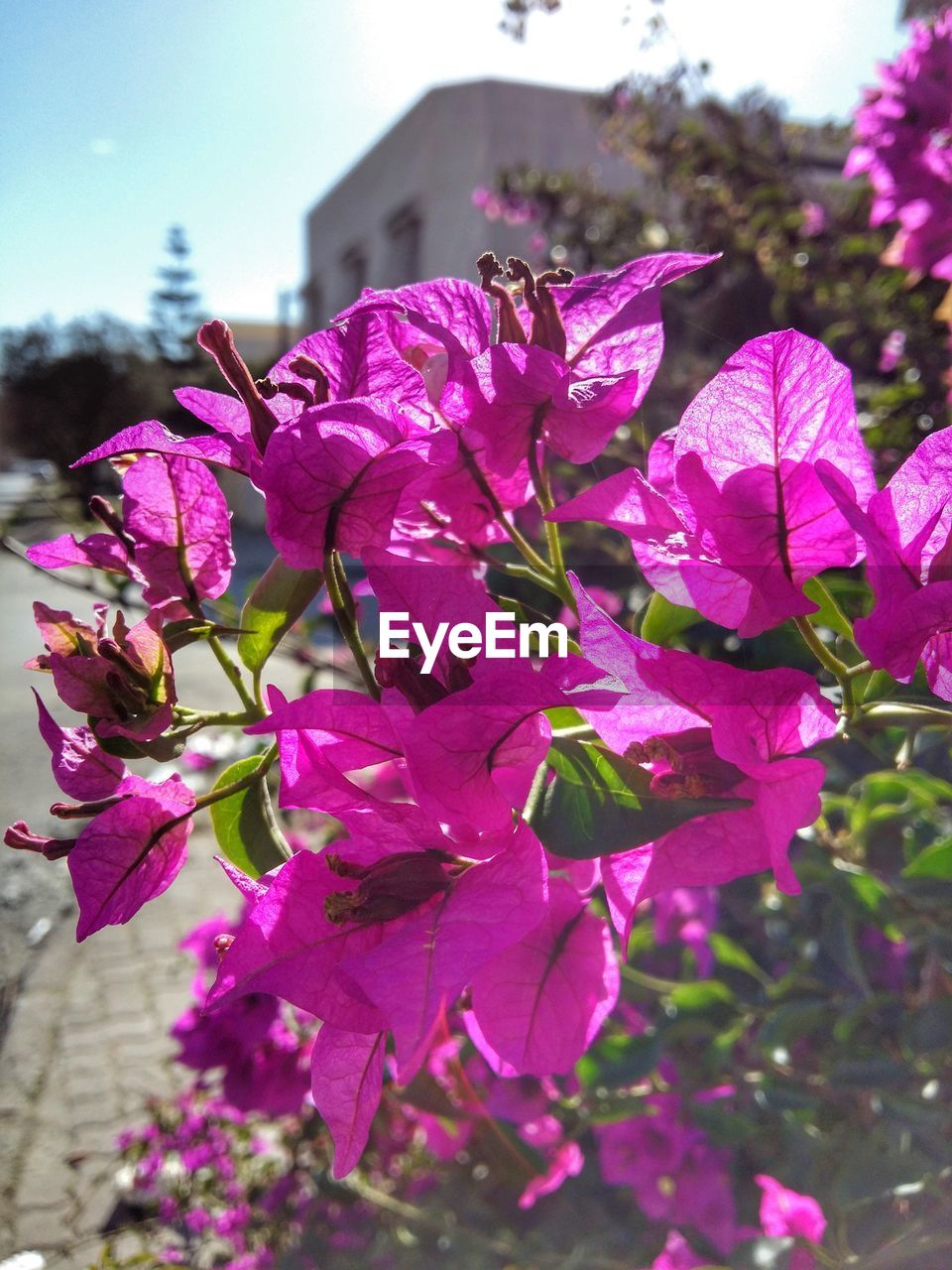 CLOSE-UP OF FRESH PINK FLOWERS IN BLOOM