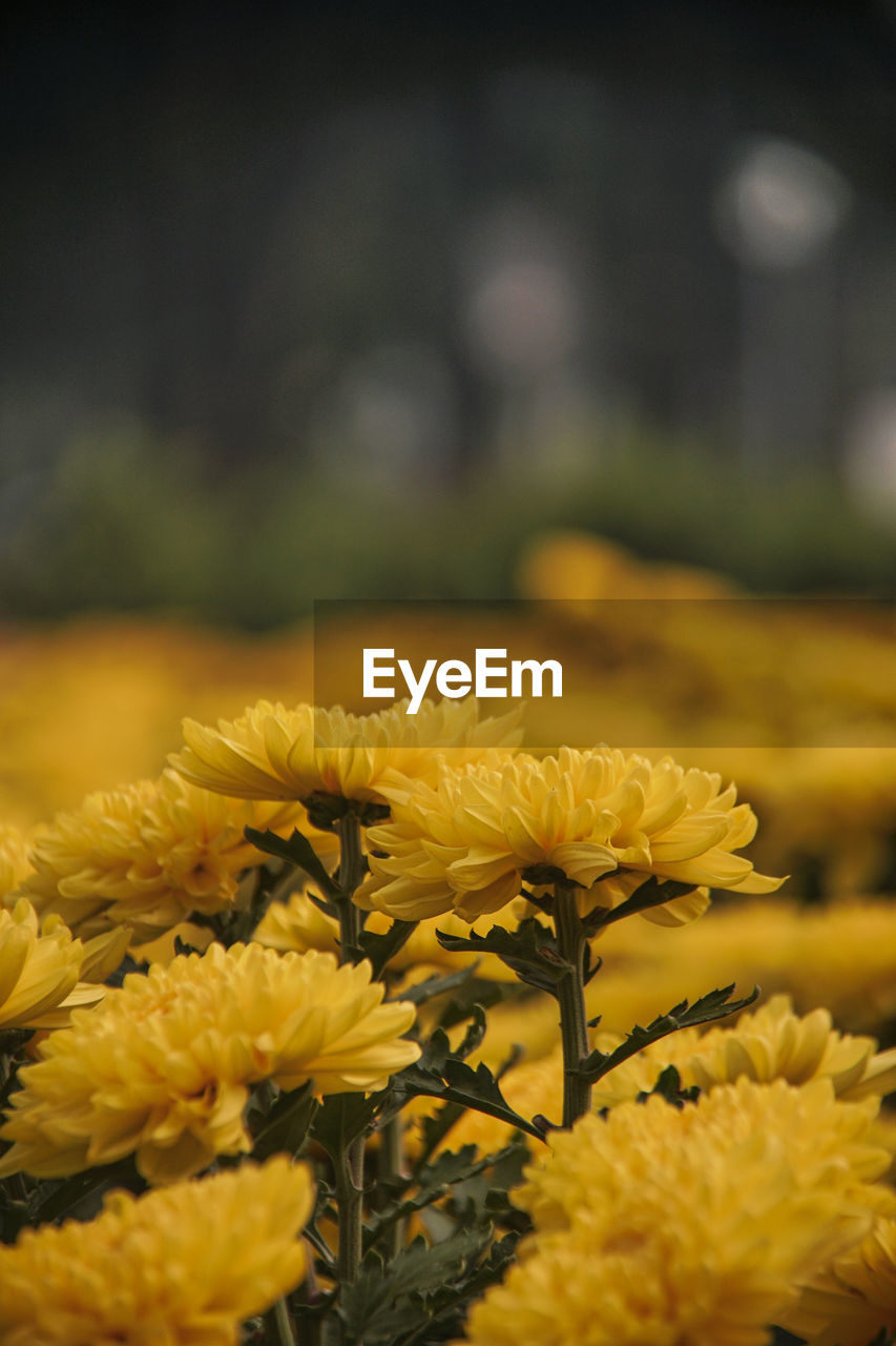 CLOSE-UP OF YELLOW FLOWERING PLANT