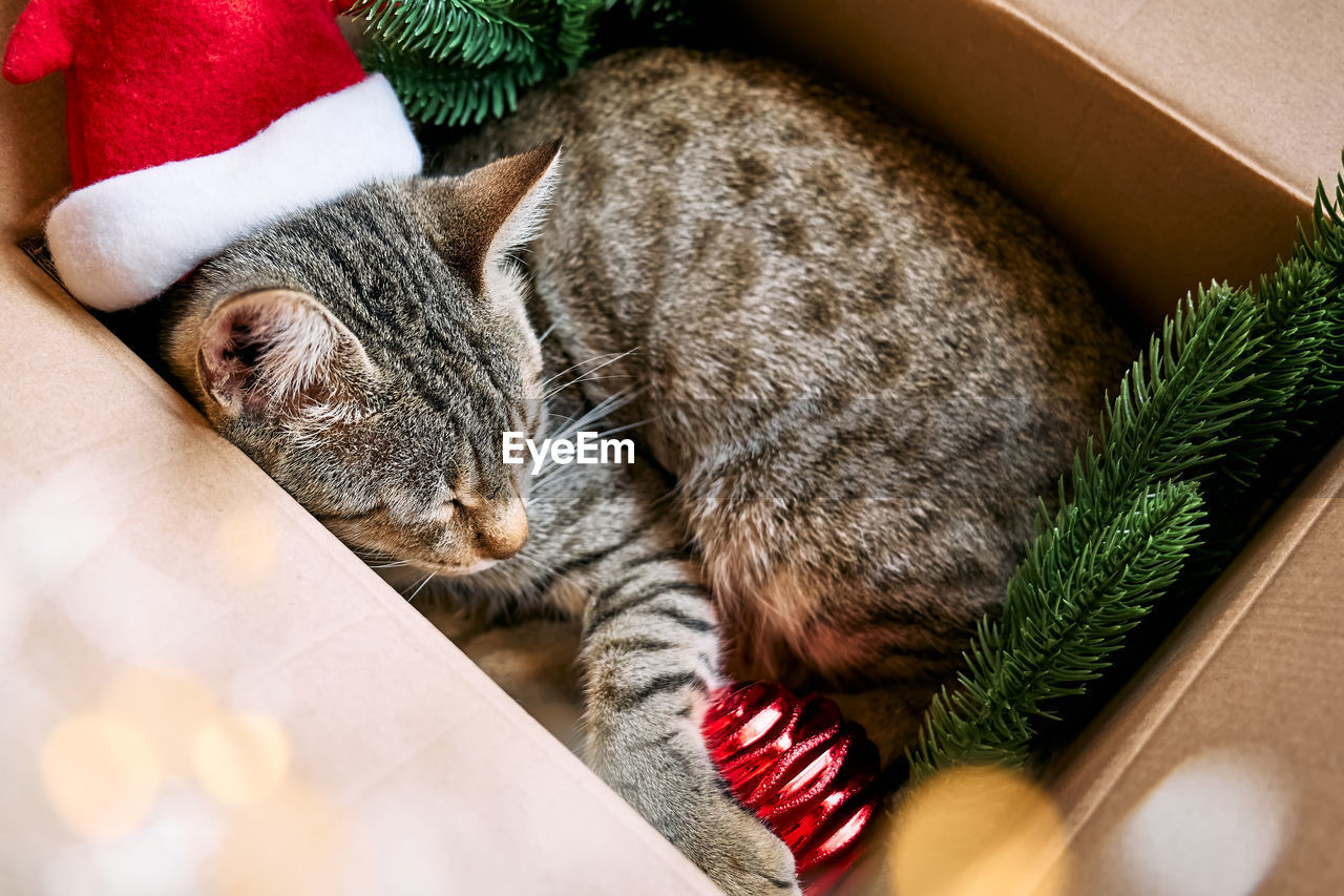 Cute tabby cat with christmas red santa hat sleeping in open gift box with christmas decoration. 