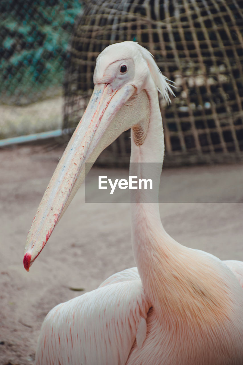 Close-up of pelican in zoo