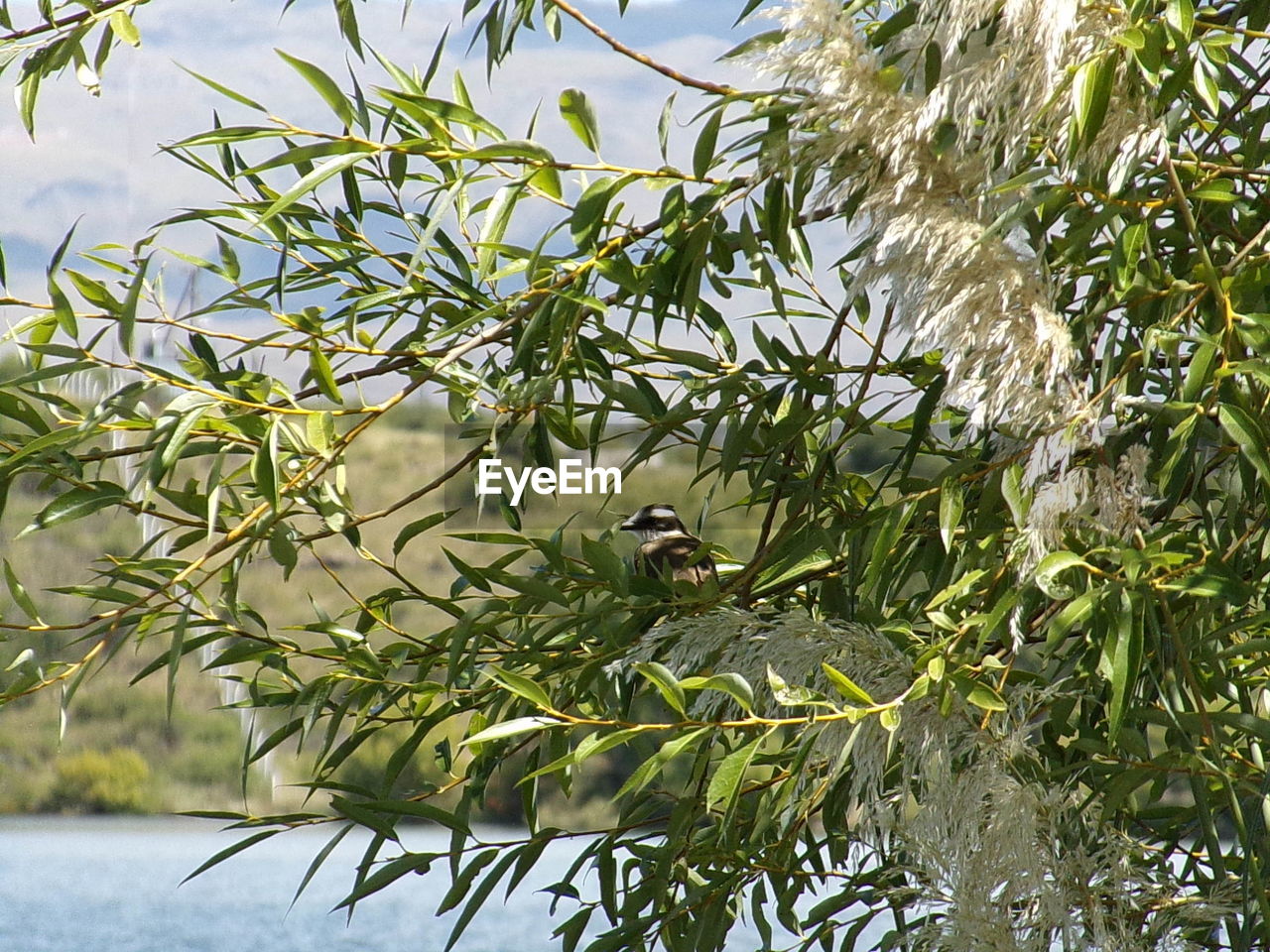 BIRD PERCHING ON BRANCH