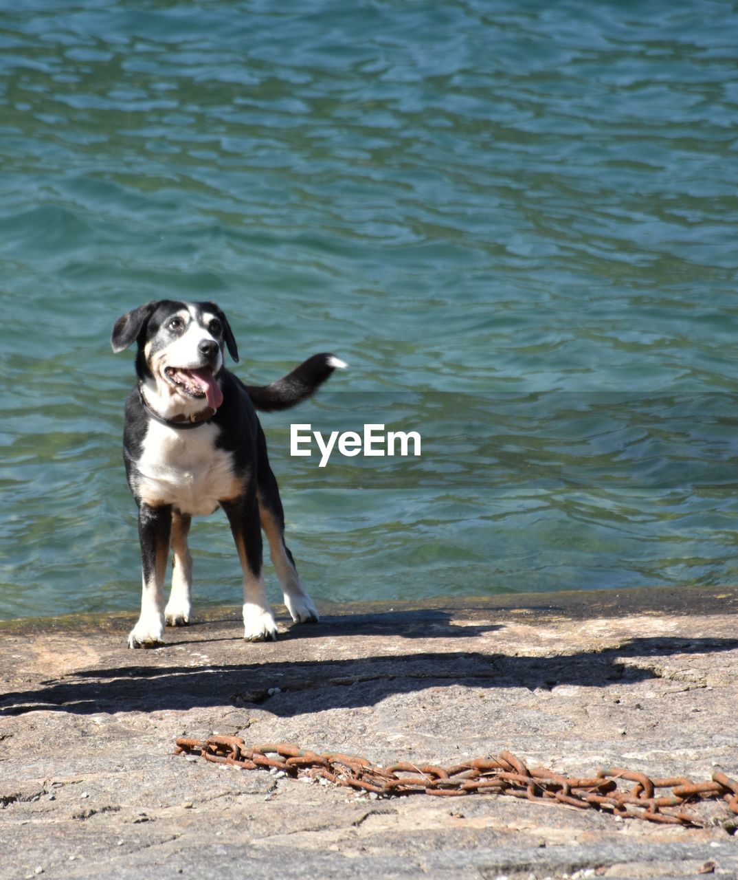 DOG STANDING ON WATER
