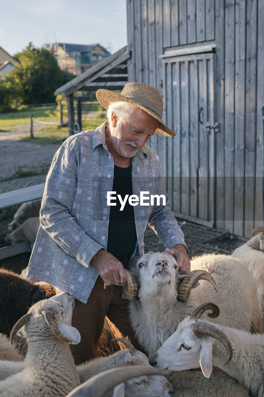 Senior man stroking sheep at farm