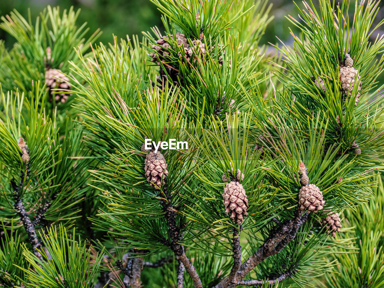 tree, plant, green, coniferous tree, pine tree, nature, fir, spruce, pinaceae, growth, pine, evergreen, beauty in nature, no people, branch, pine cone, day, needle - plant part, forest, leaf, outdoors, close-up, plant part, land, christmas tree, conifer cone, focus on foreground, tranquility, flower, botany