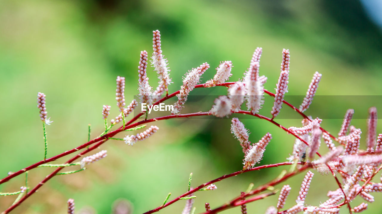 Close-up of flowering plant