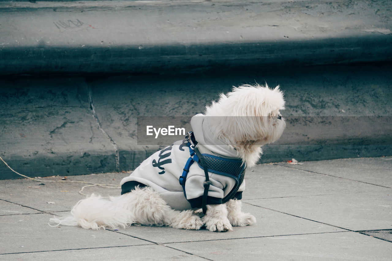 WHITE DOG LOOKING AWAY WHILE SITTING ON FOOTPATH BY RAILING