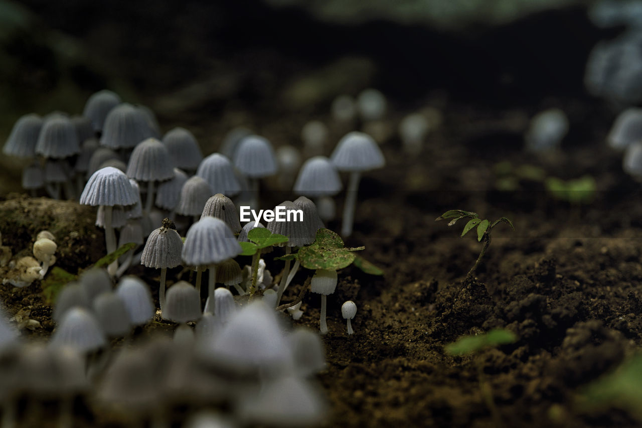 Close-up of small white mushrooms growing on field