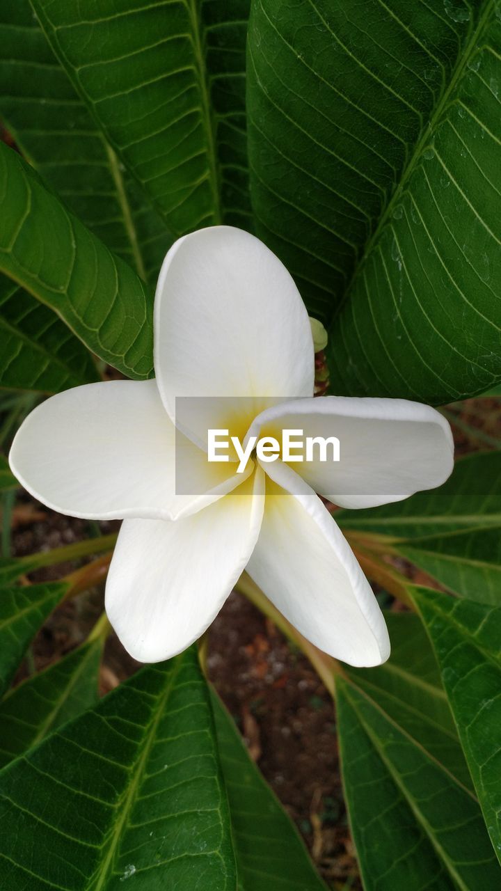 Close-up of white flower