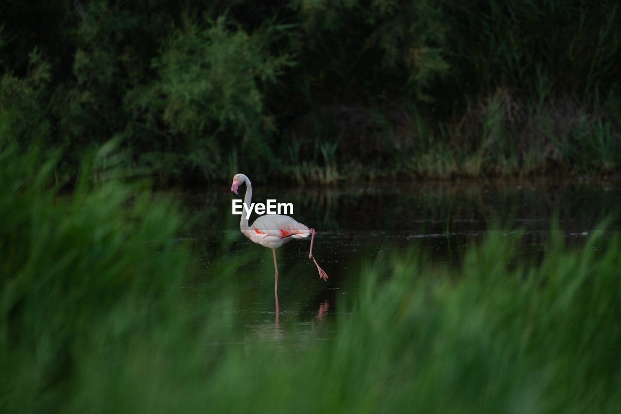 close-up of bird in lake