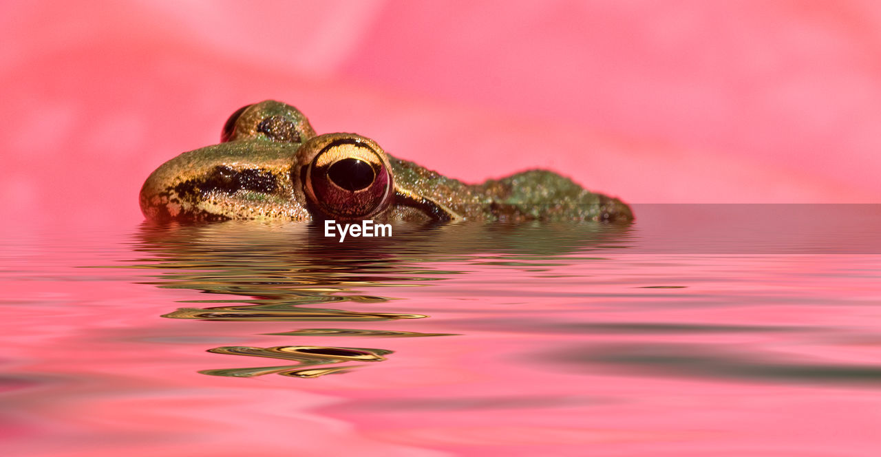 Close-up of frog in water