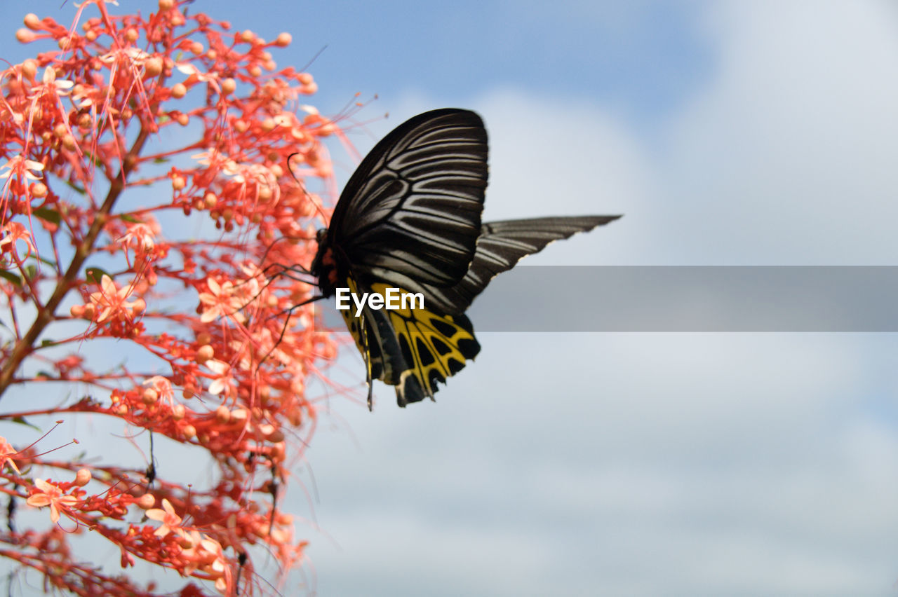 Close-up of butterfly on orange flower against sky