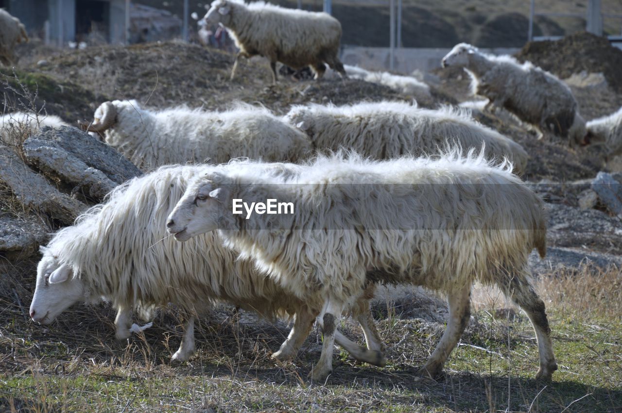 FLOCK OF SHEEP GRAZING IN A FIELD