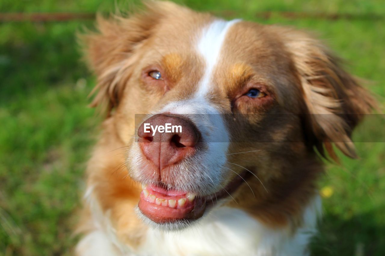 Close-up portrait of dog on field