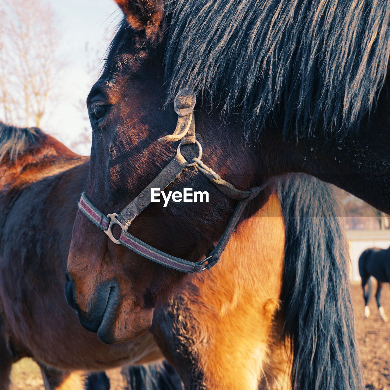 Close-up of horse in ranch