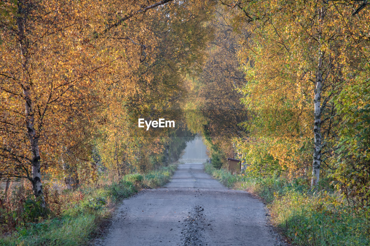 Street amidst trees in forest during autumn