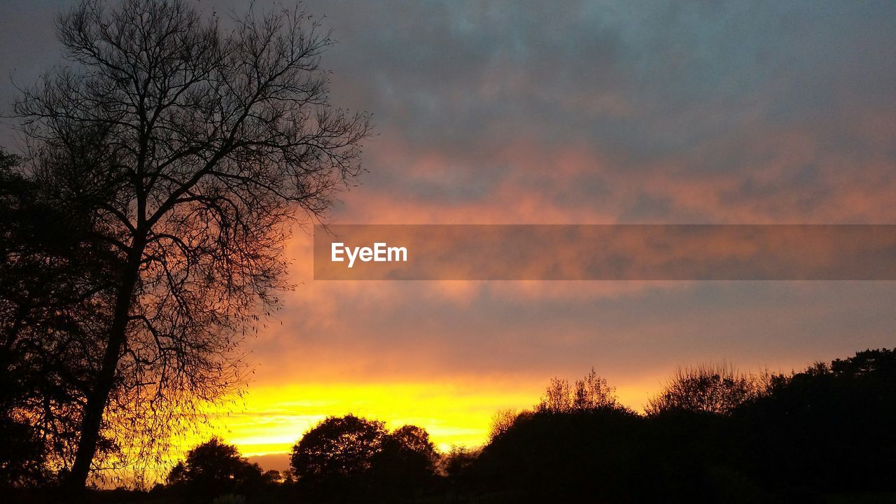 Silhouette of bare trees at dusk 