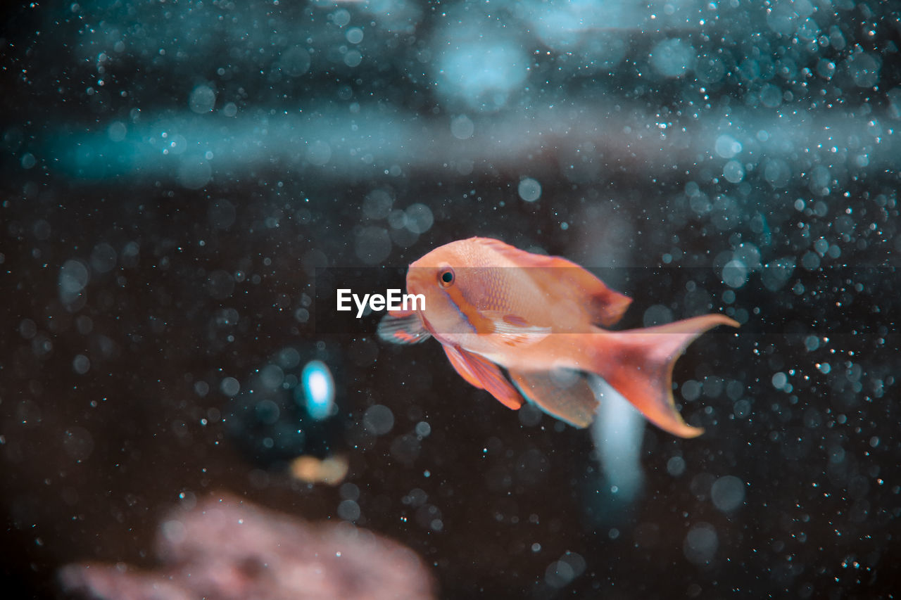 Fish swimming in pond