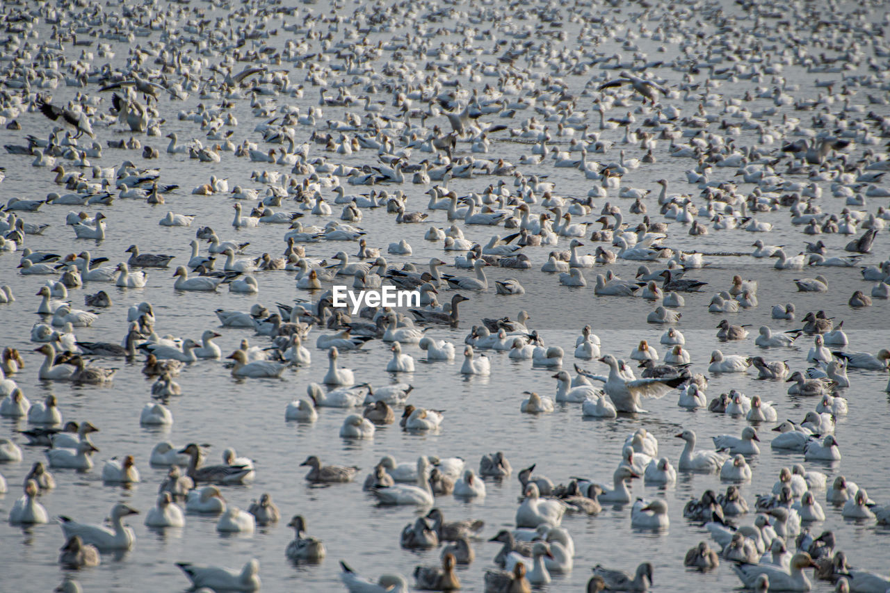 animal themes, animal, wildlife, animal wildlife, large group of animals, bird, group of animals, flock, water, nature, high angle view, no people, animal migration, land, colony, beach, day, sea, flying, outdoors, abundance, environment, flock of birds, travel destinations, penguin
