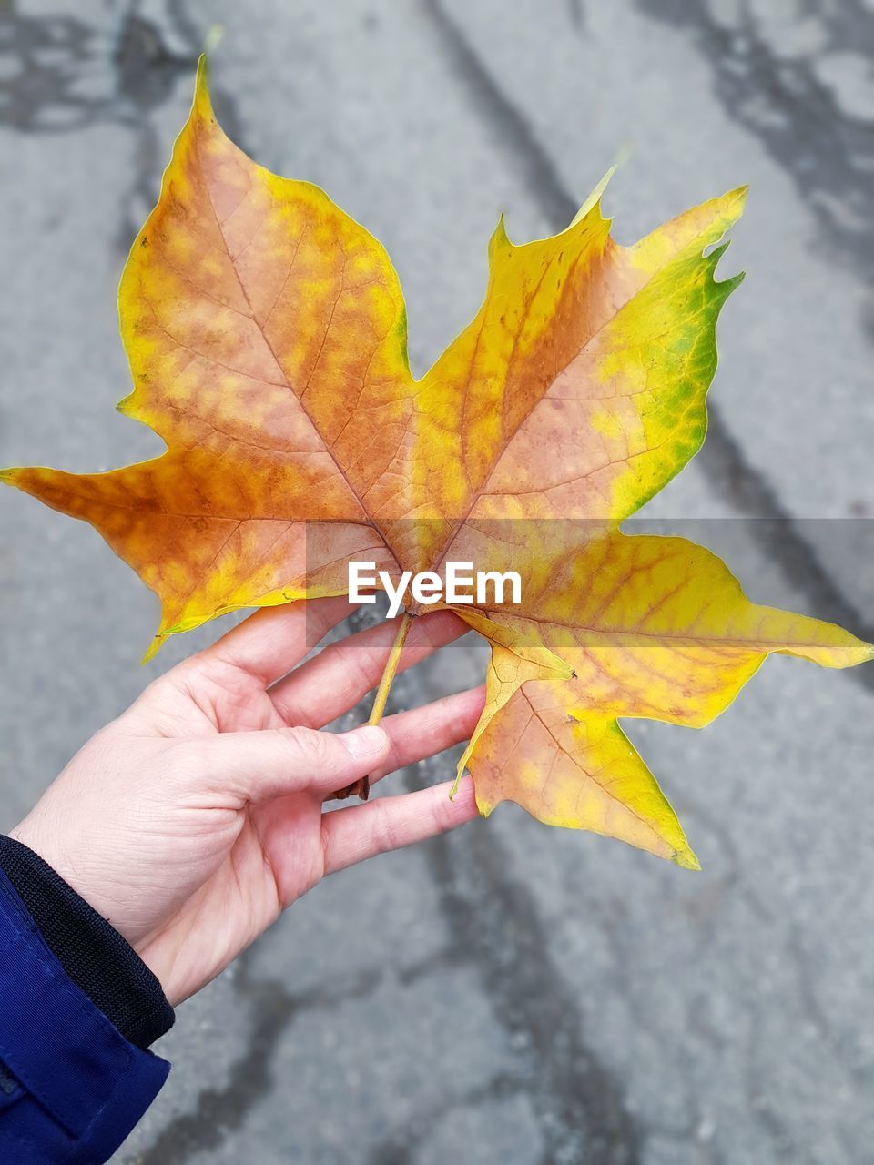 leaf, plant part, yellow, autumn, hand, one person, maple leaf, holding, nature, plant, day, tree, maple, close-up, outdoors, adult, leaf vein, focus on foreground, branch, dry, high angle view, orange color, lifestyles, fragility, personal perspective, finger, leisure activity, senior adult