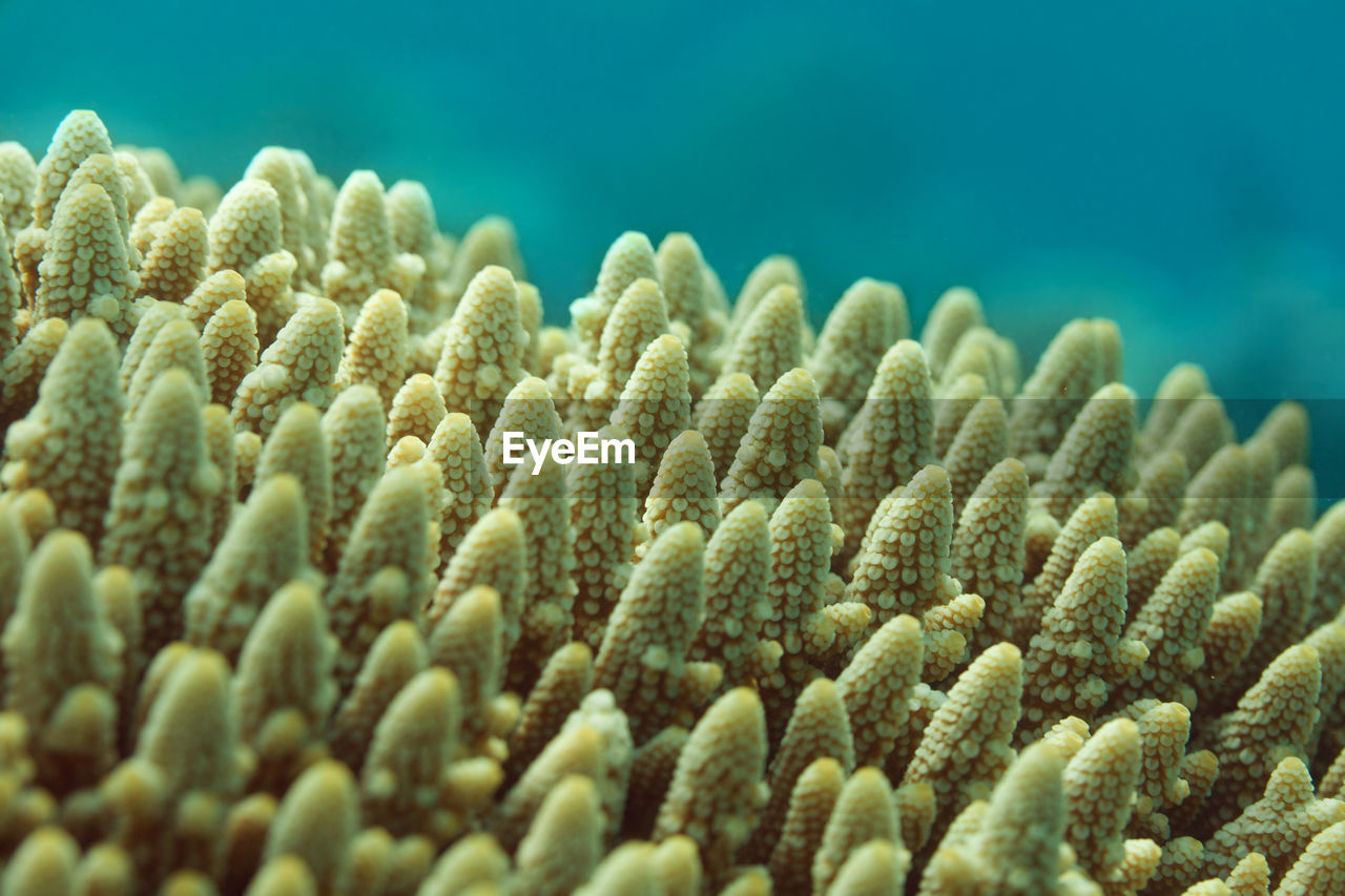 CLOSE-UP OF CORAL ON SEA