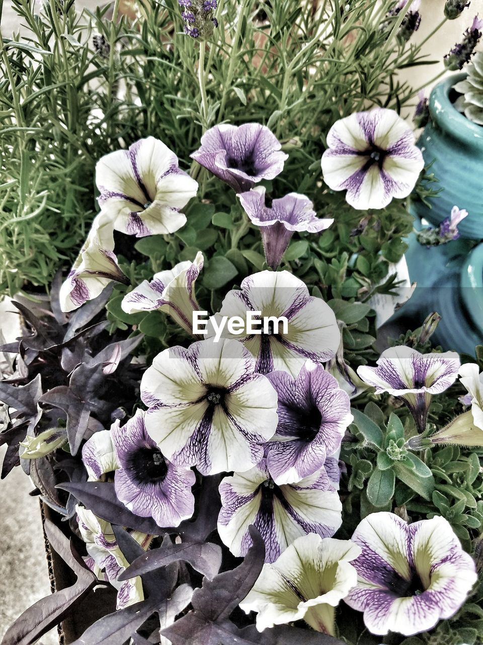 HIGH ANGLE VIEW OF FLOWERING PLANT