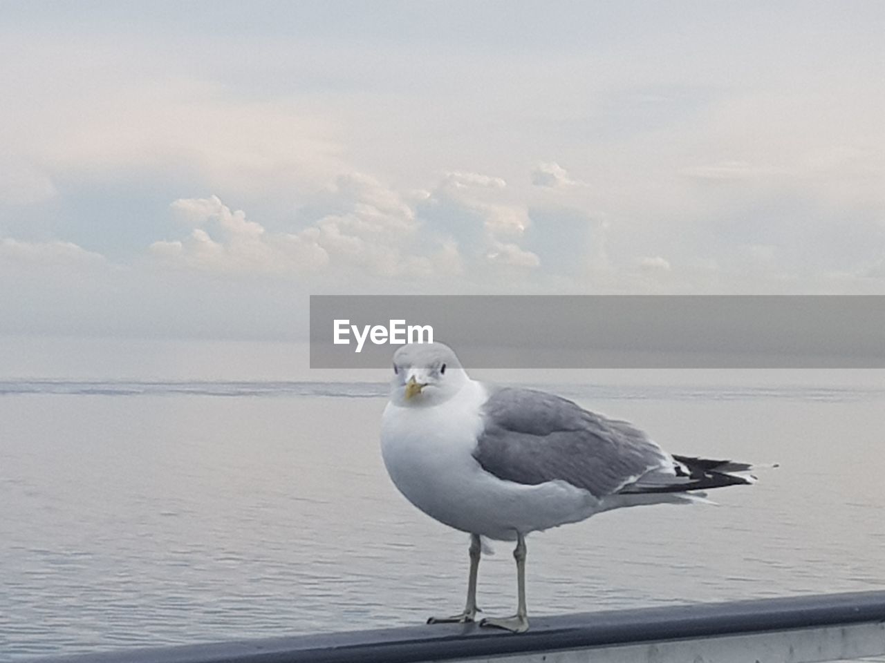 SEAGULL PERCHING ON A SEA SHORE