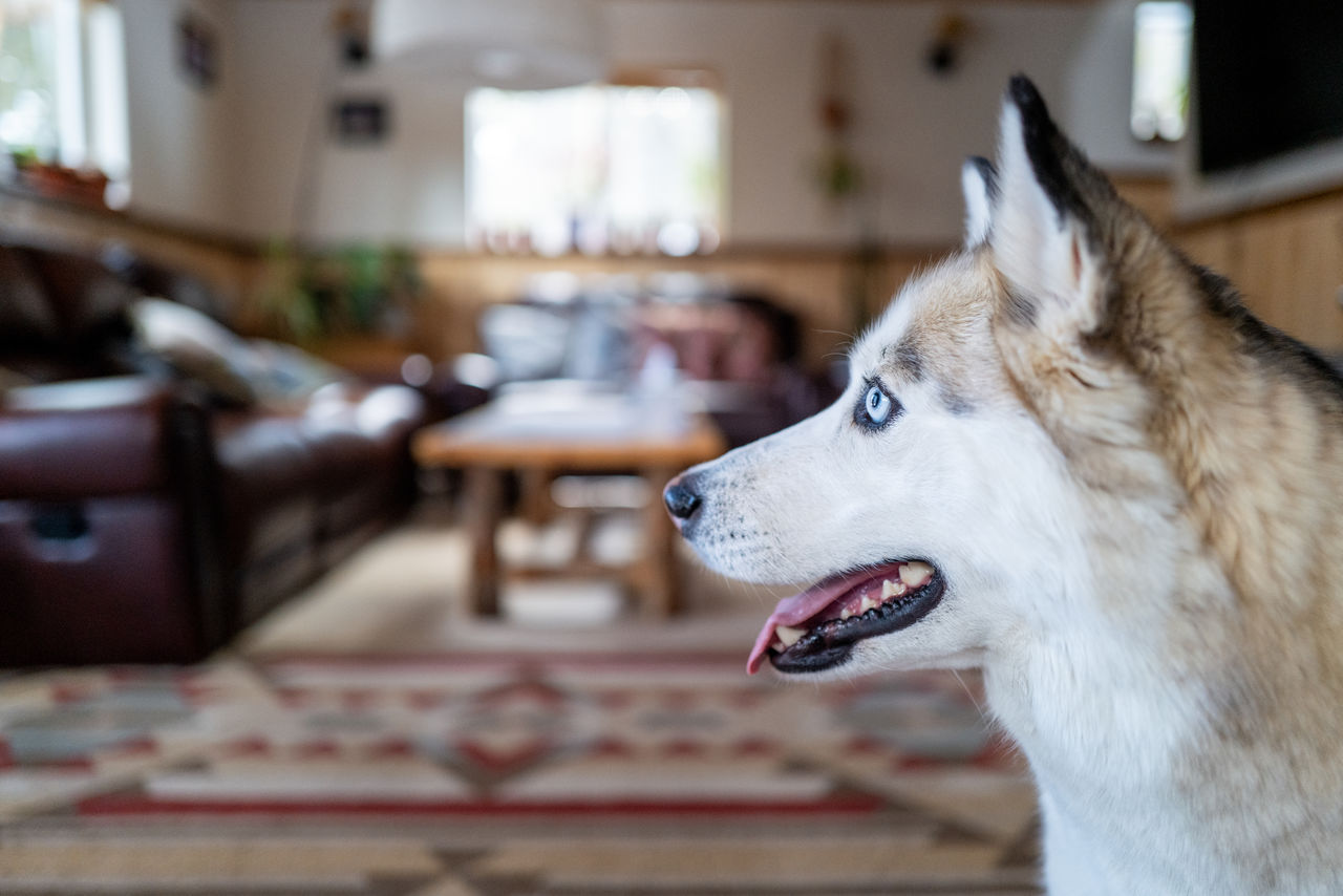 animal, one animal, animal themes, domestic animals, mammal, dog, pet, canine, focus on foreground, animal body part, indoors, facial expression, mouth open, looking, sticking out tongue, home interior, no people, looking away, animal mouth, close-up, animal head, day, side view, yawning