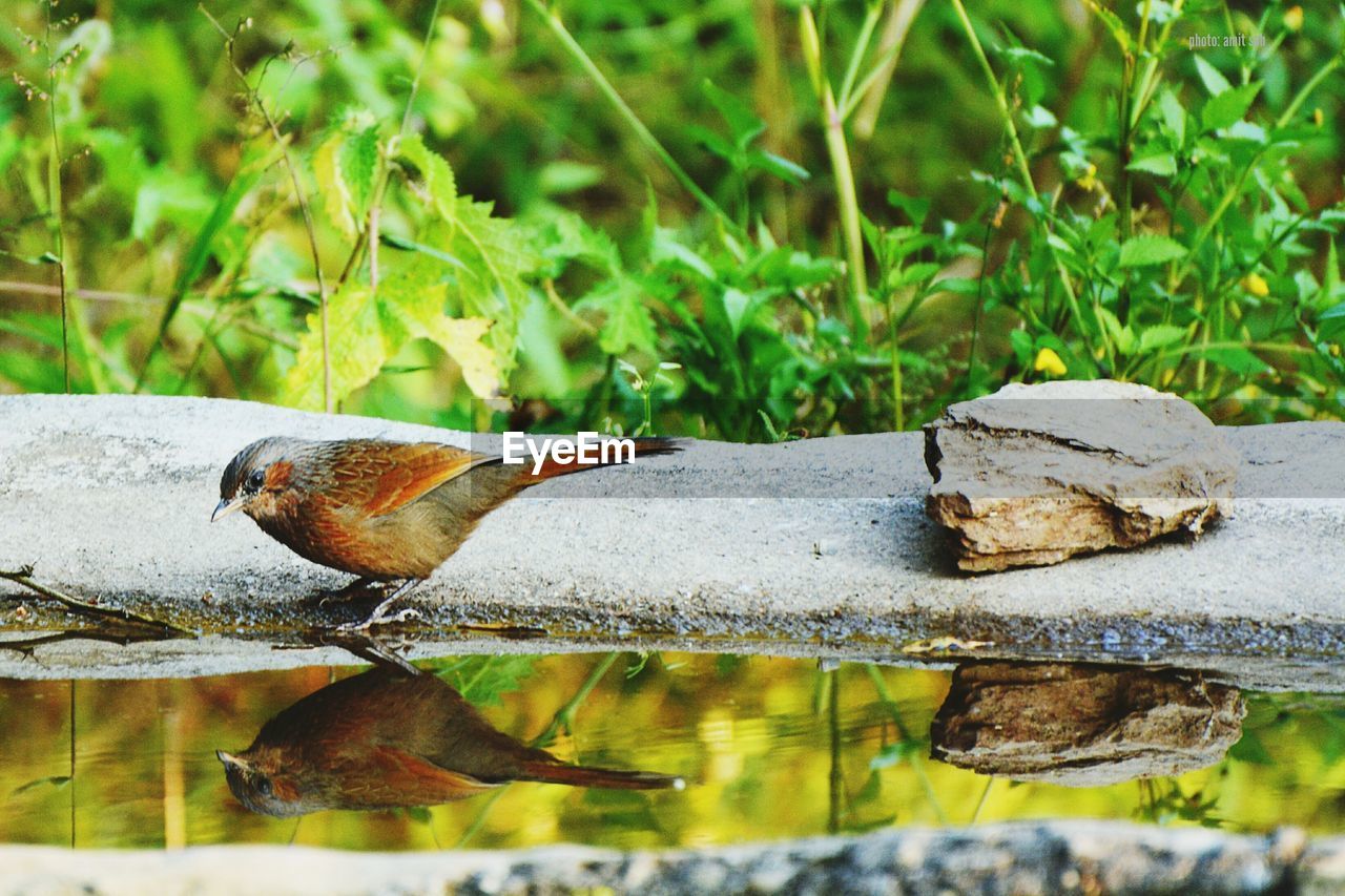 CLOSE-UP OF SNAKE ON WOOD